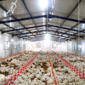 Equipo automático de cultivo de pollo para la producción de pollos de engorde